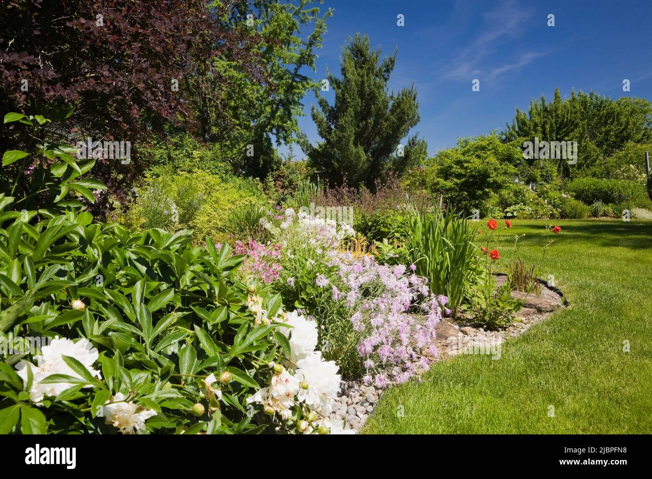 English style border with white Paeonia ‘Festiva Maxima’ - Peonies and mauve Dianthus ‘Rainbow Loveliness’ - Carnations in backyard garden in spring. Stock Photo