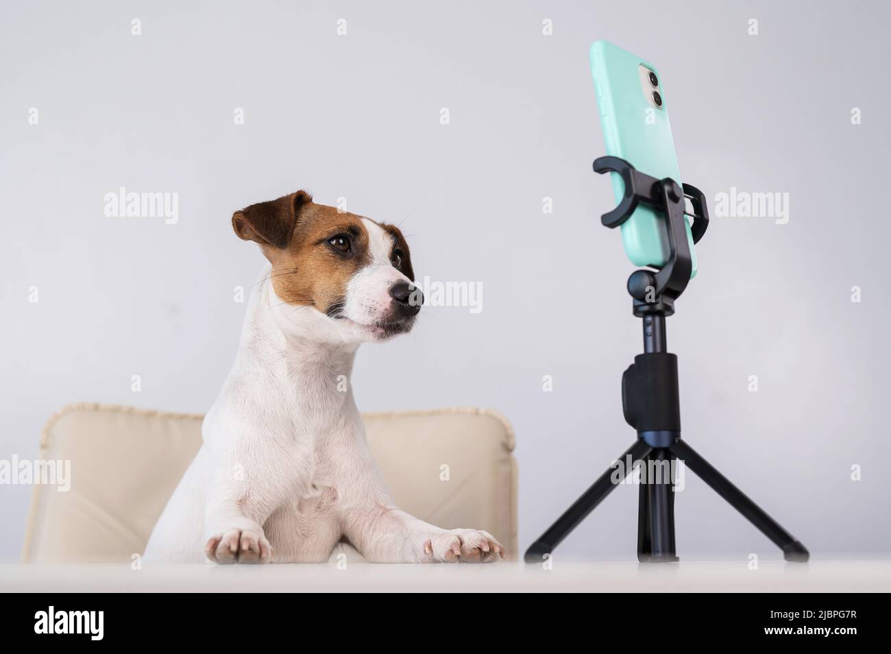 Jack Russell Terrier dog live streaming on smartphone.  Stock Photo