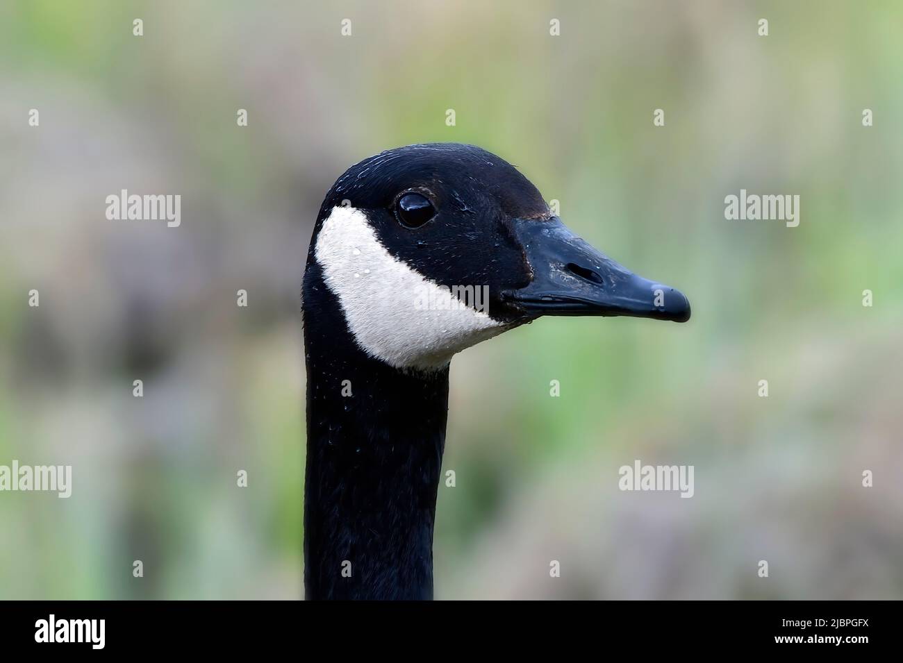 A portrait image of a Canadian Goose, (Branta canadensis); Stock Photo