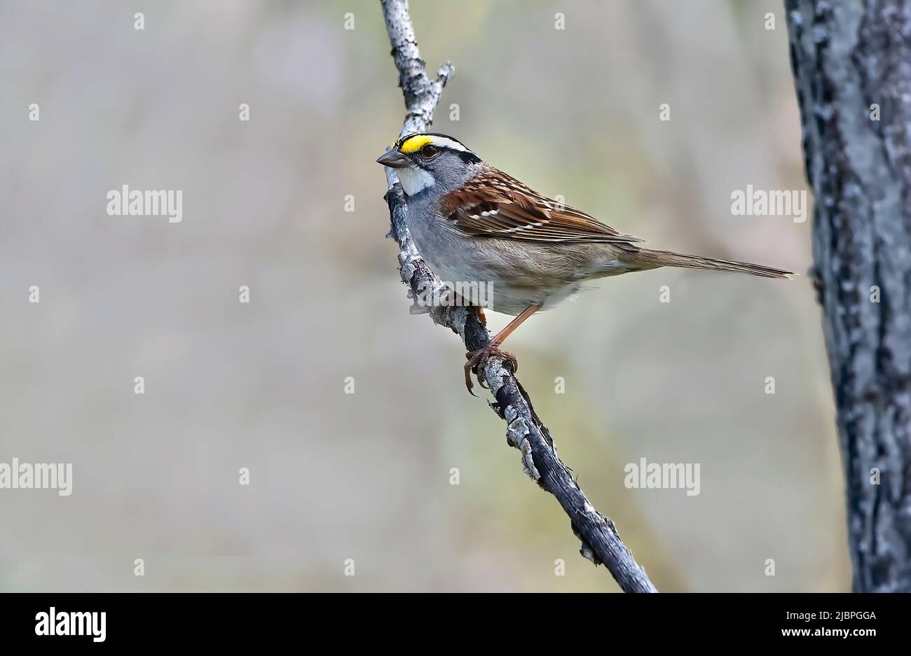 A White-throated Sparrow (Zonotrichia albicollis), migratory bird perched on a dead branch in rural Alberta Canada Stock Photo