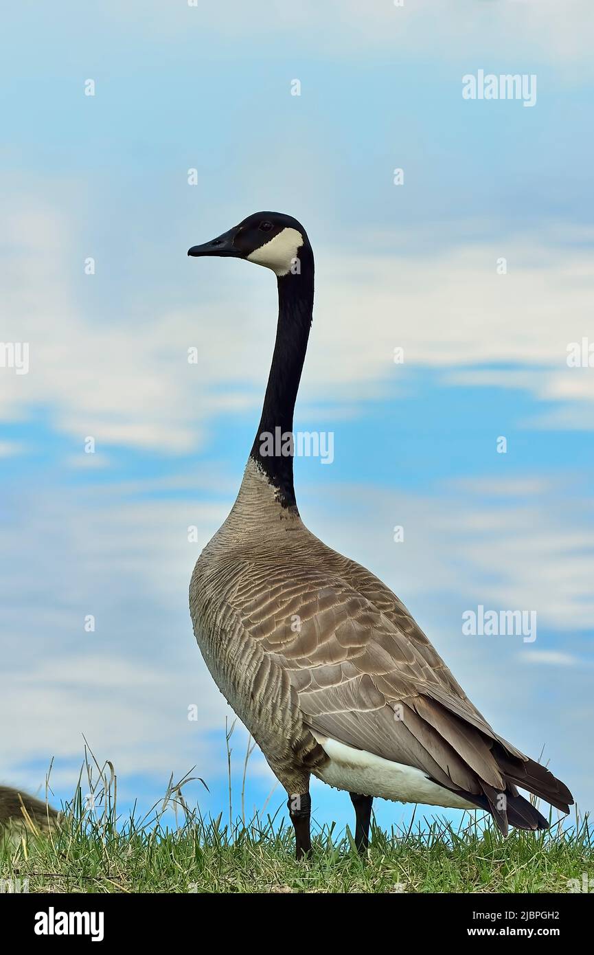 A wild Canada Goose  (Branta canadensis); standing on a grassy area looking away. Stock Photo