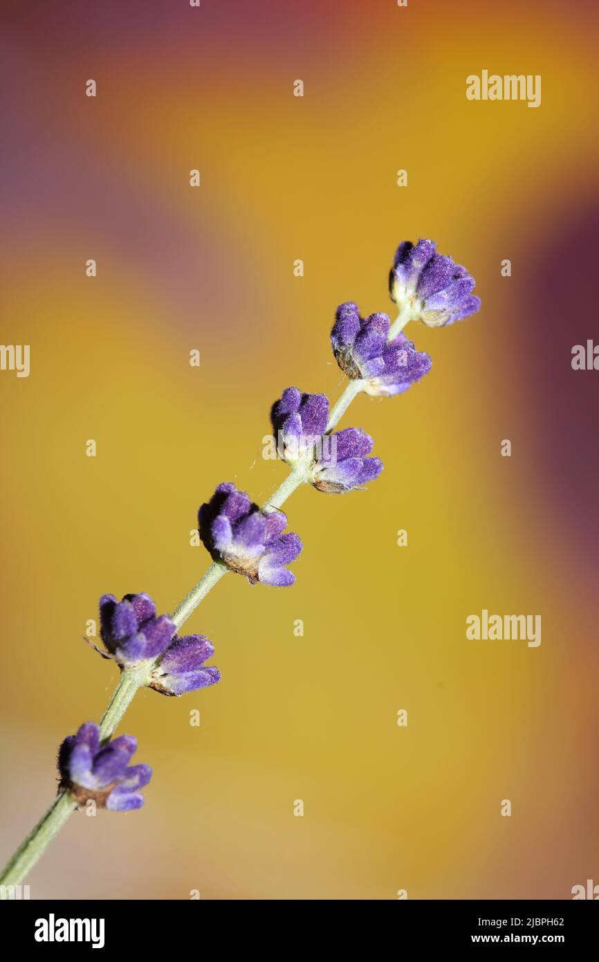 Flower blossom close up lavandula latifolia family lamiaceae botanical ...