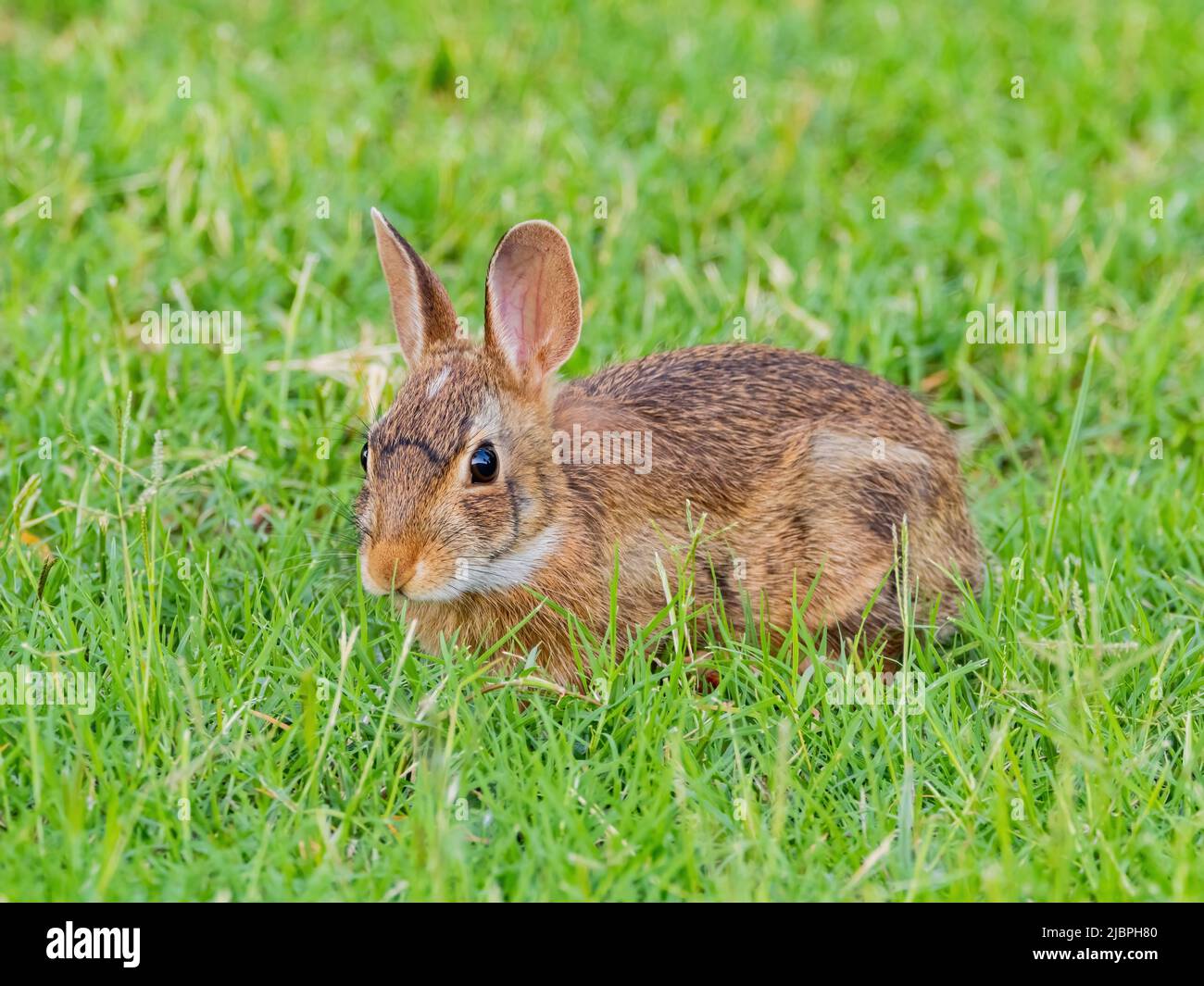 Baby cottontail rabbit hi-res stock photography and images - Alamy