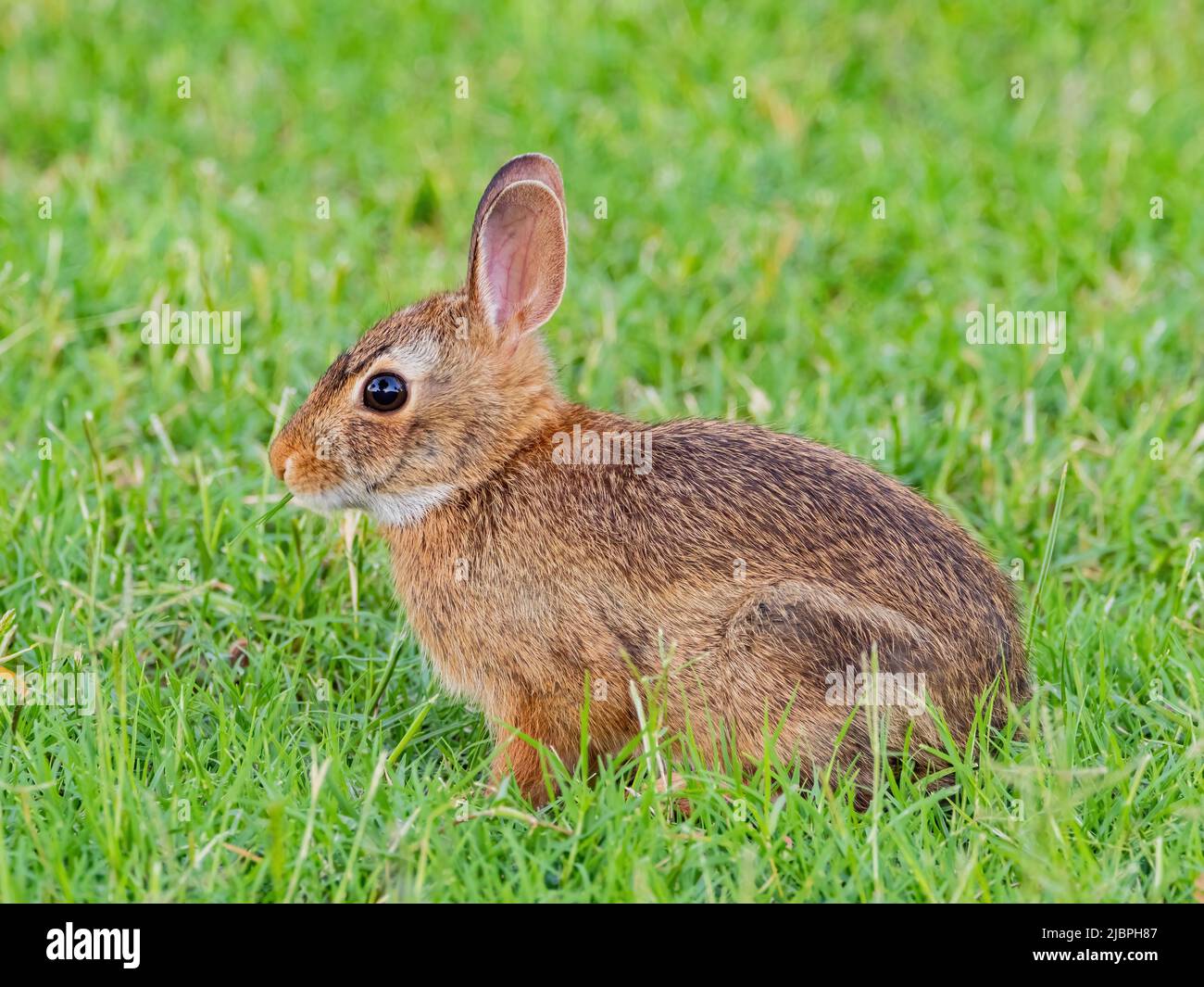 Baby cottontail hi-res stock photography and images - Alamy