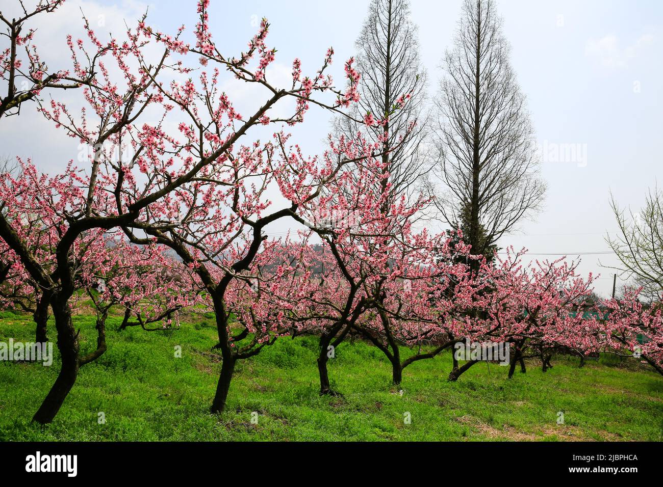 Peach blossom in full bloom hi-res stock photography and images - Alamy
