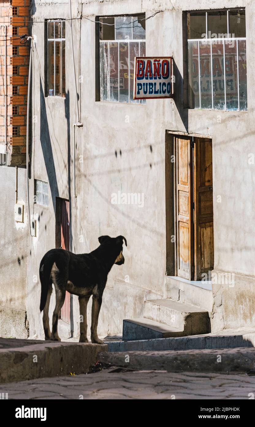 A dog in front of a door with 'public bathroom' sign in the background. Quime is a small town located in a deep forested valley surrounded by high pea Stock Photo