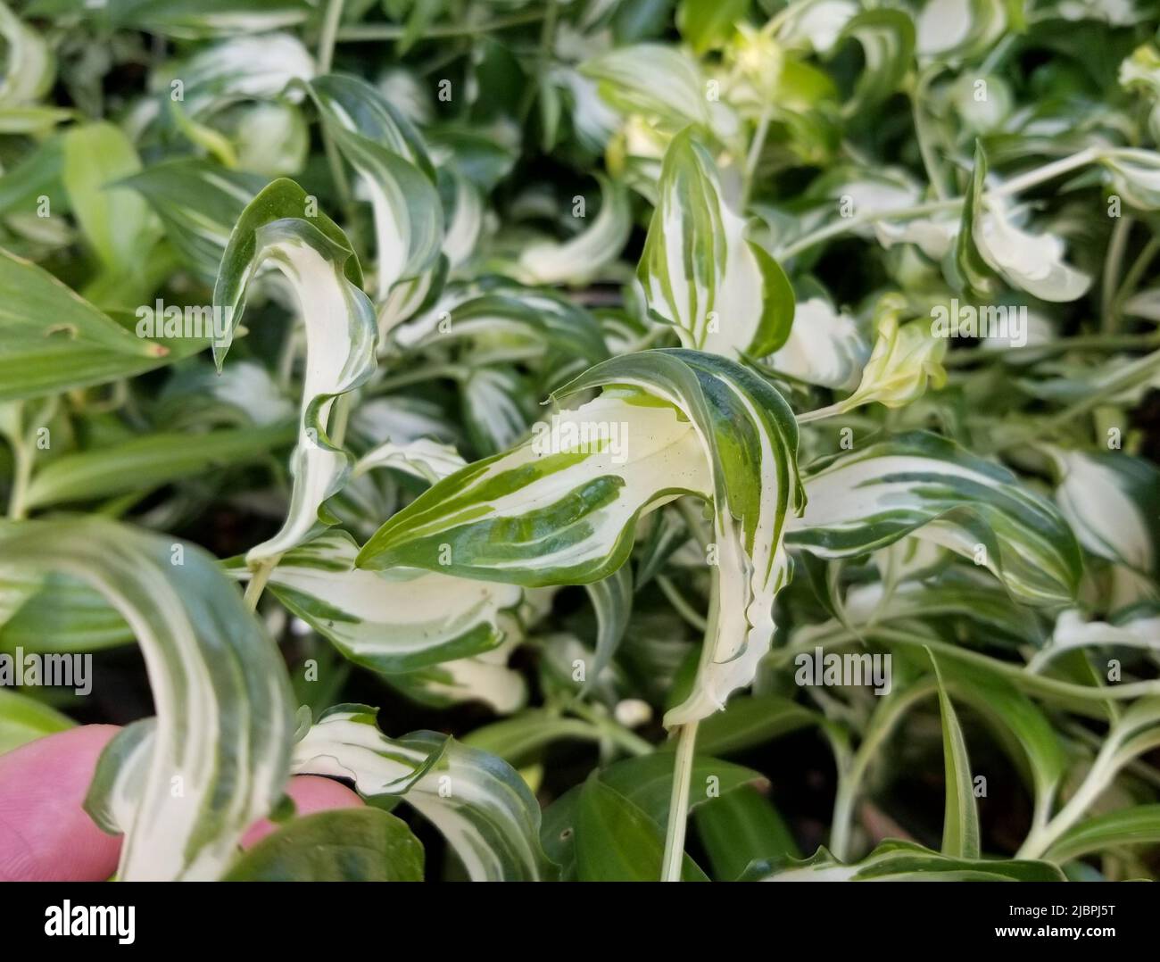 Beautiful variegated leaves of Moonlight Chinese Fairy Bells plant Stock Photo