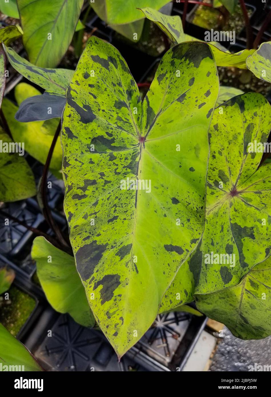 Elephant Ear Pattern
