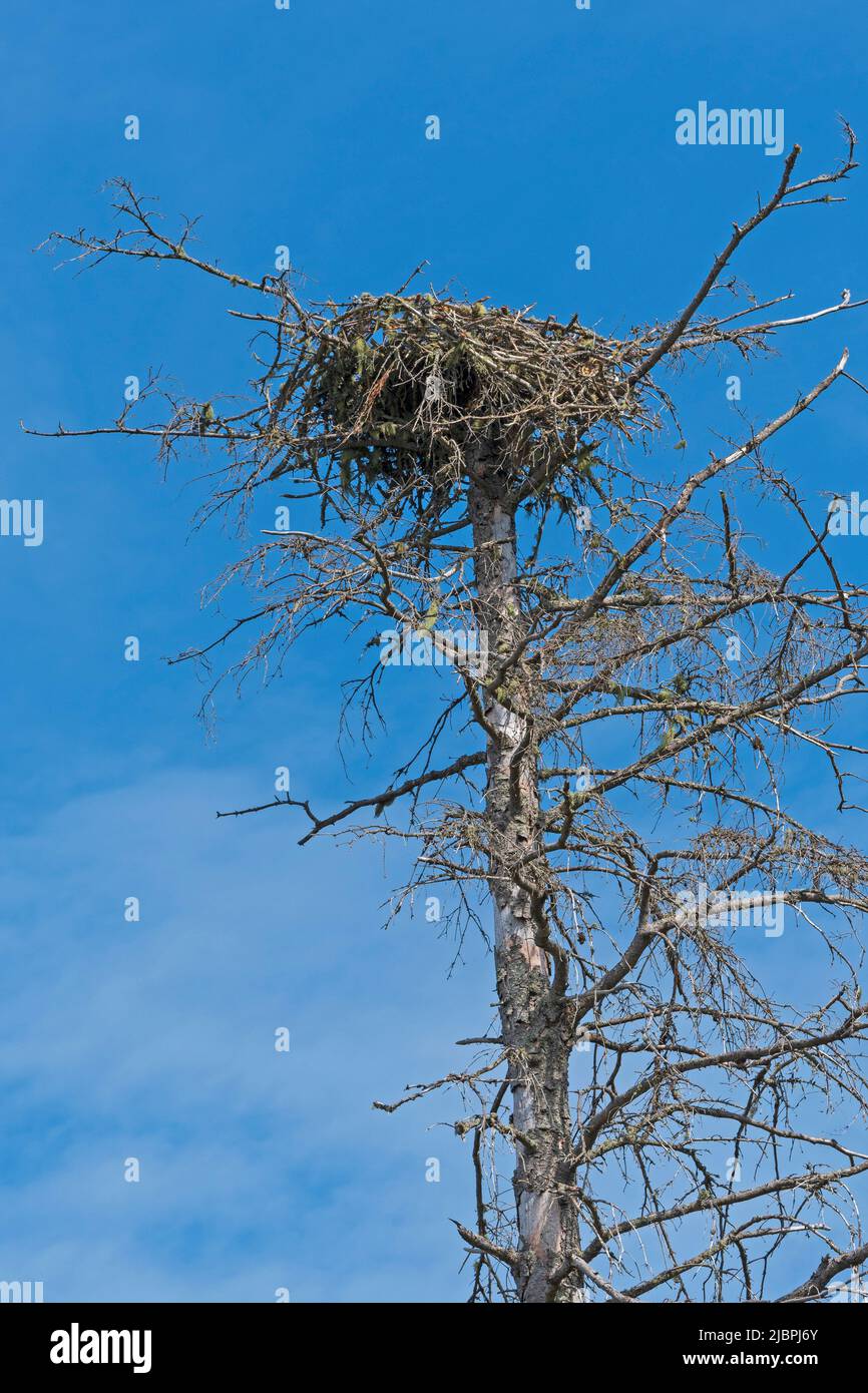 Osprey Nest on a Dead Tree in Prince Edward Island National Park on Prince Edward Island in Canada Stock Photo