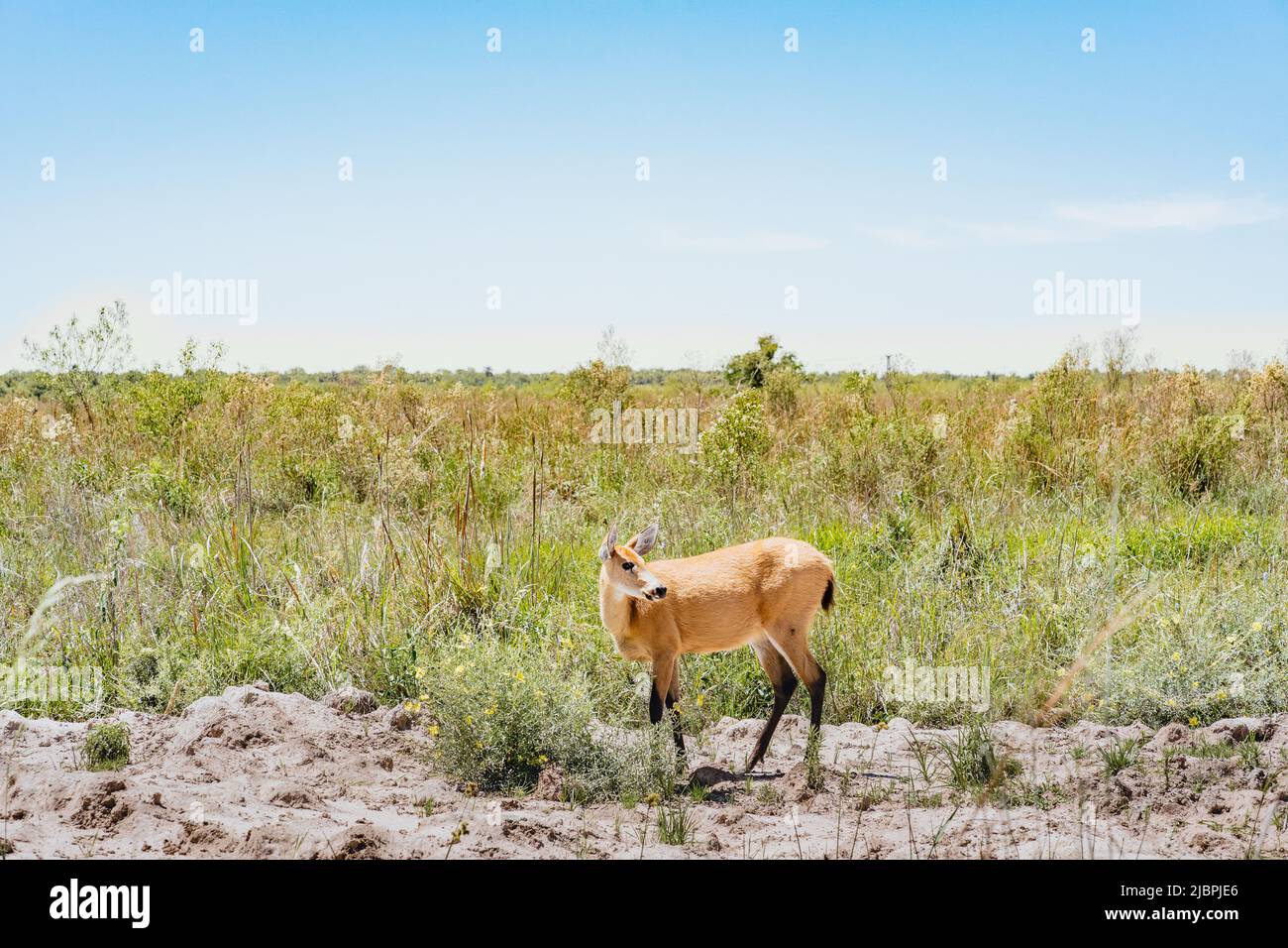 Female pampas deer (Ozotoceros bezoarticus) looks at the side in the grasslands of Ibera, Argentina. The pampas deer were reintroduced to Iberá after Stock Photo