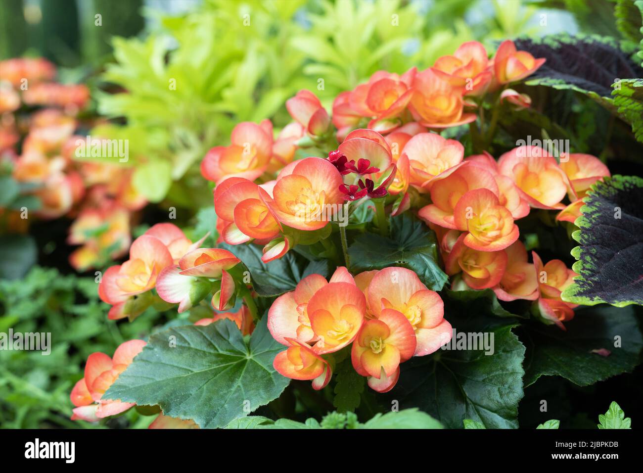Begonia 'Carneval'. Stock Photo