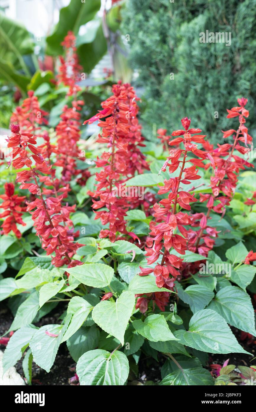Salvia 'candy apple'. Stock Photo