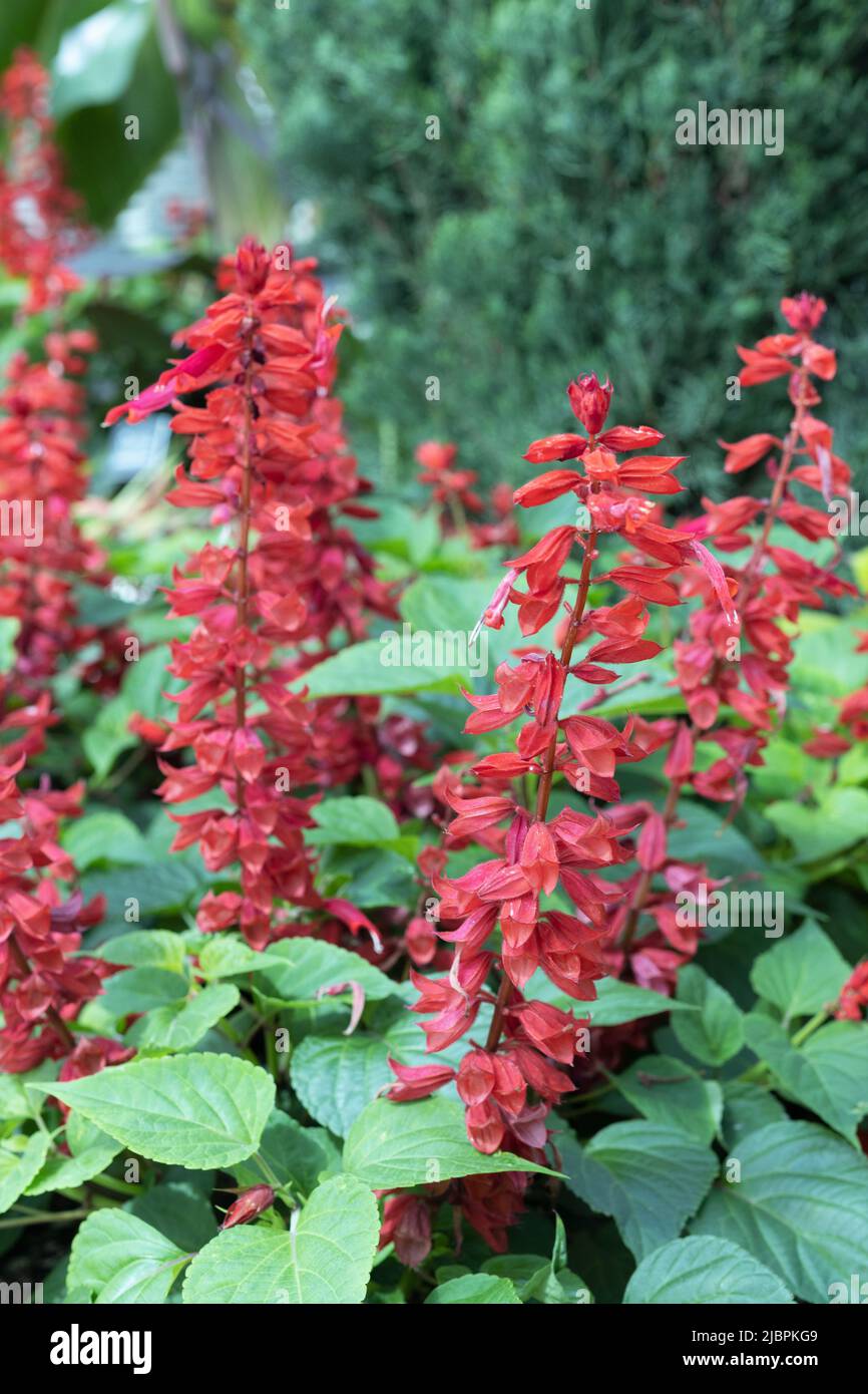 Salvia 'candy apple'. Stock Photo