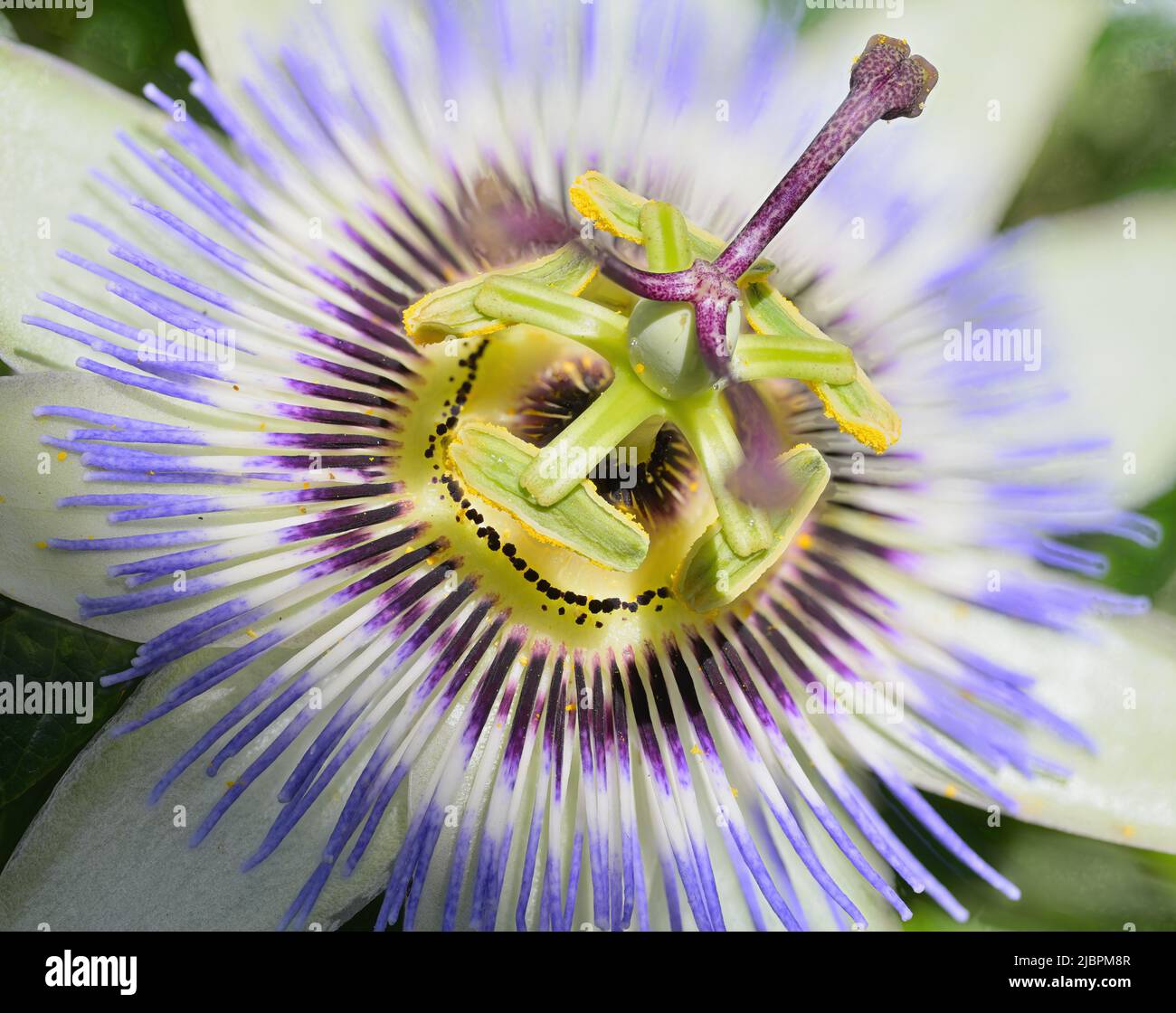 Close up of a Passion Flower (Passiflora edulis f. flavicarpa) in full bloom Stock Photo