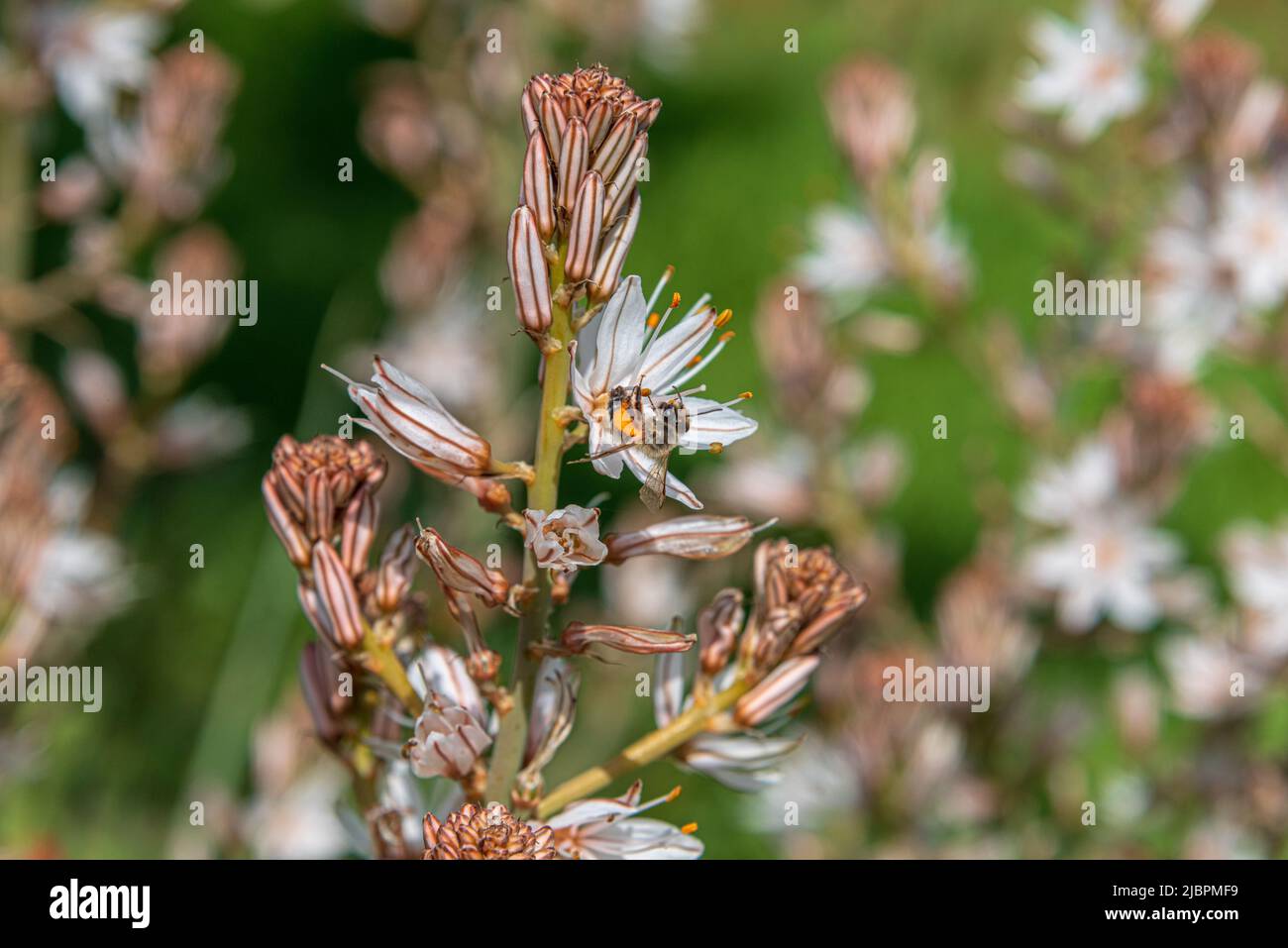 Asphodelus Albus, commonly known as white-flowered asphodel, is an herbaceous perennial. A bee has nectar from a flower. High quality photo Stock Photo