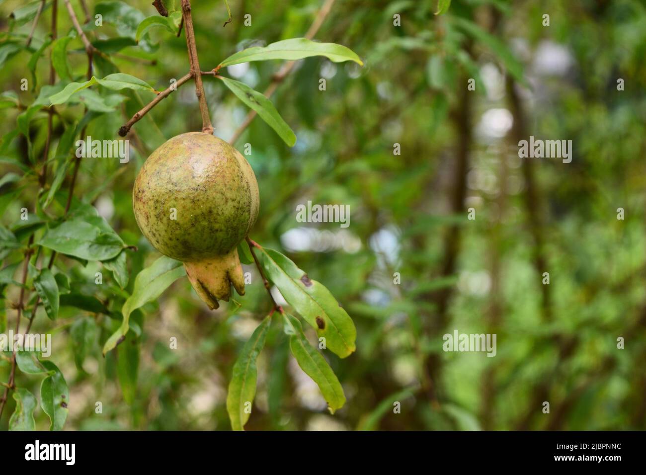 Pomegranate fruit on tree with natural green leaves in background, Thailand Stock Photo