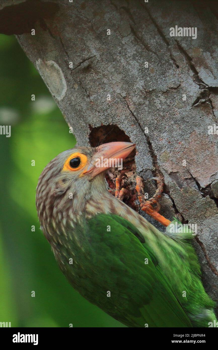 Linadted nesting season of lineated barbet (psilopogon lineatus), summertime of ...