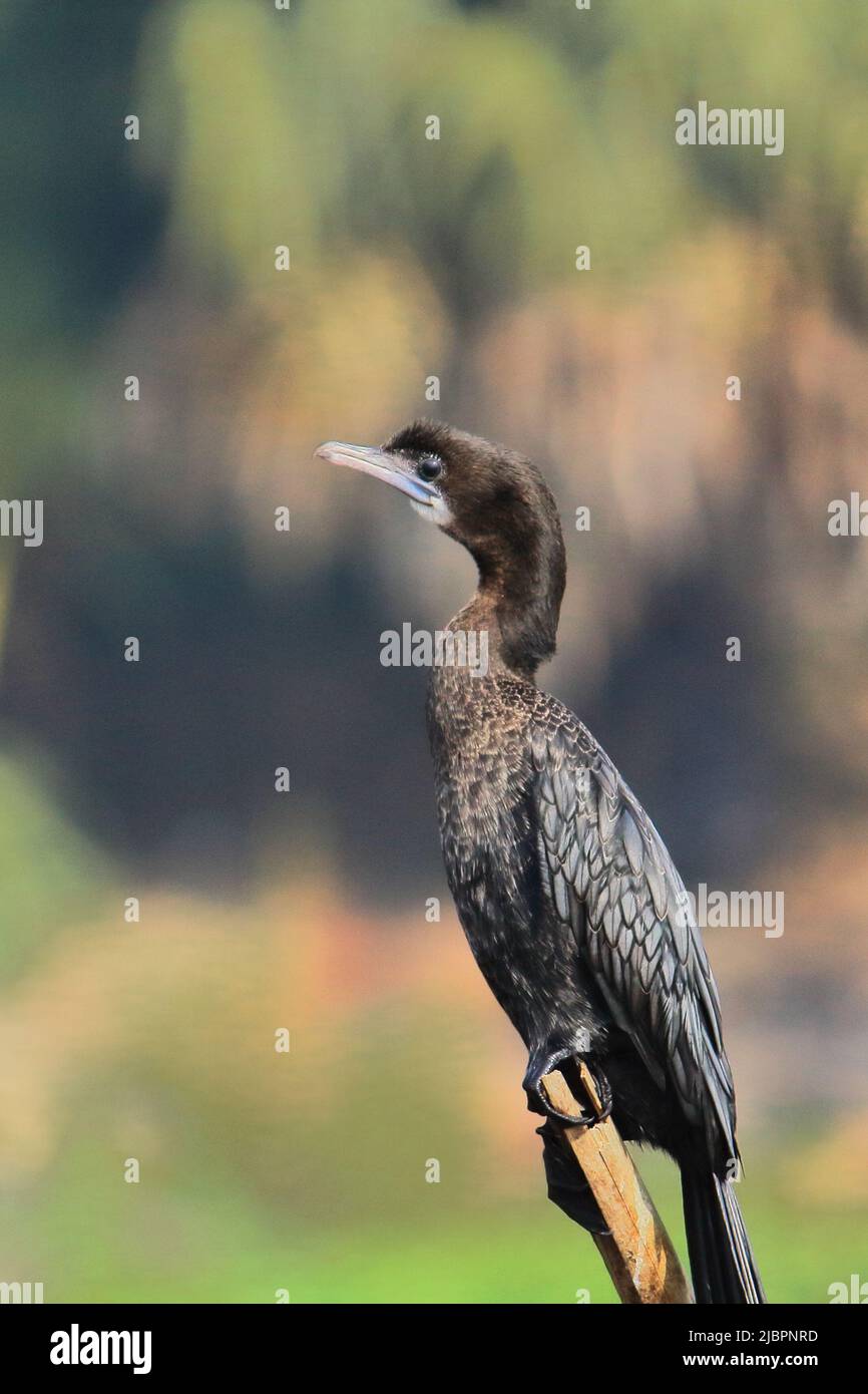 a little cormorant (microcarbo niger) in non breeding plumage perching on a branch, purbasthali bird sanctuary or chupir char in west bengal, india Stock Photo