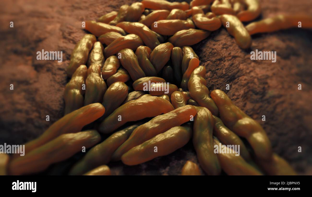 Mycobacterium tuberculosis, illustration Stock Photo Alamy