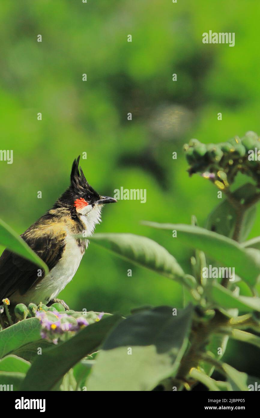 a red whiskered bulbul (pycnonotus jocosus) is perching on a tree ...