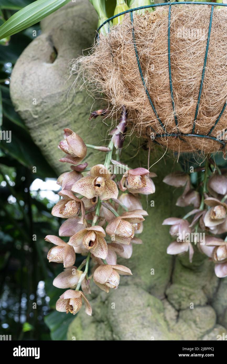 Acineta superba orchid plant with  flowers in a hanging container. Stock Photo