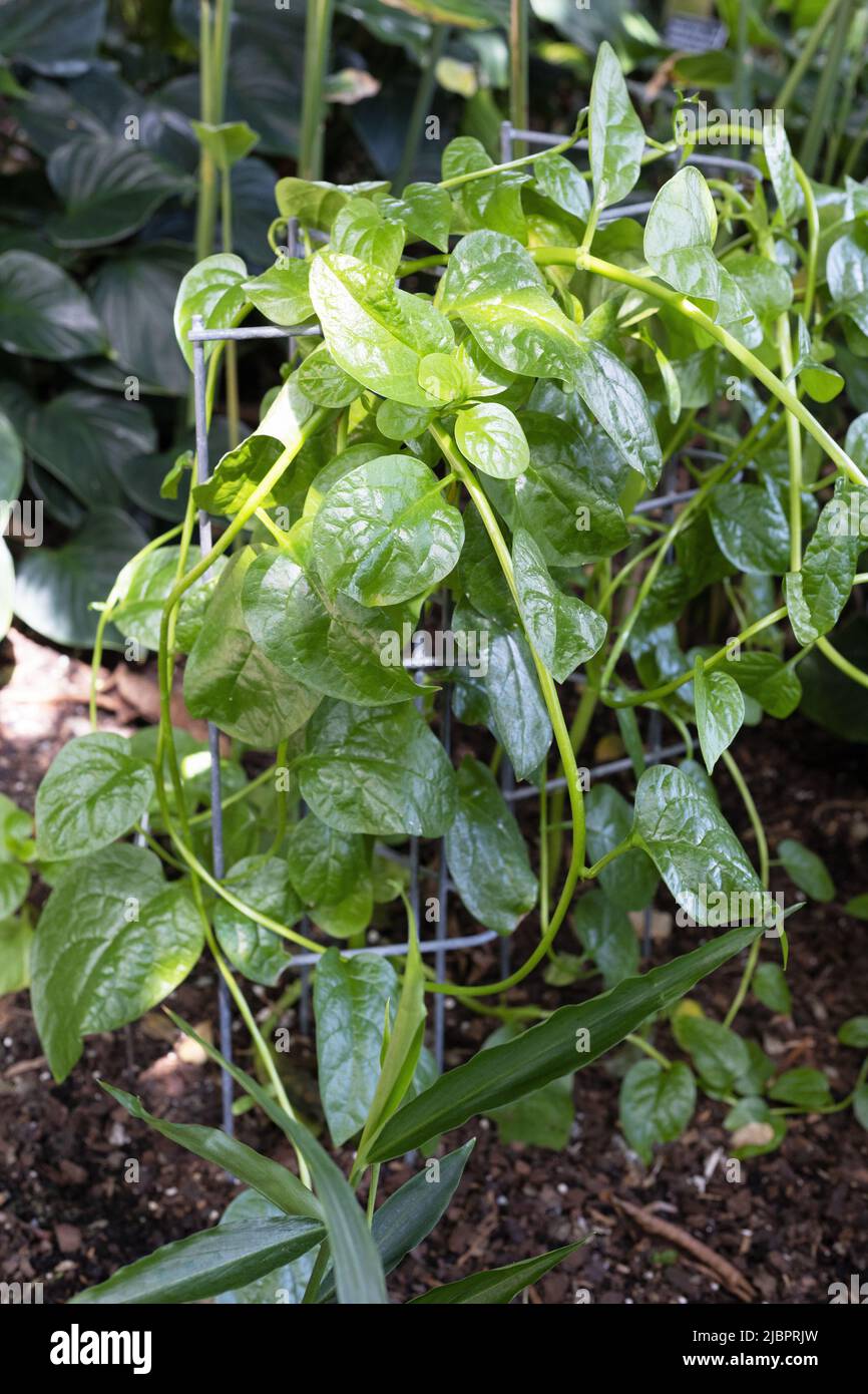 Basella alba - malabar spinach plant Stock Photo - Alamy