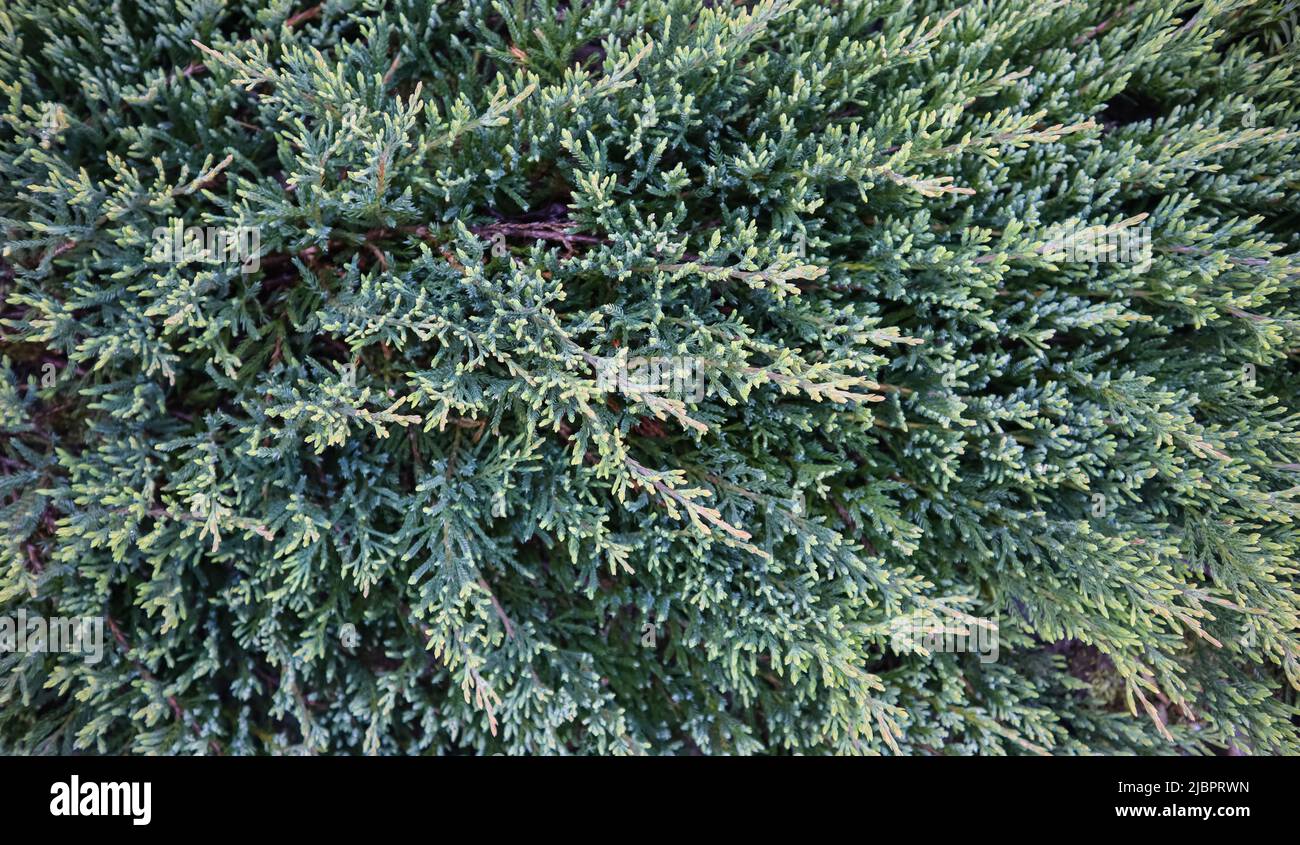 Background of blue evergreen conifer branches of Juniperus squamata Blue Carpet in the garden Stock Photo