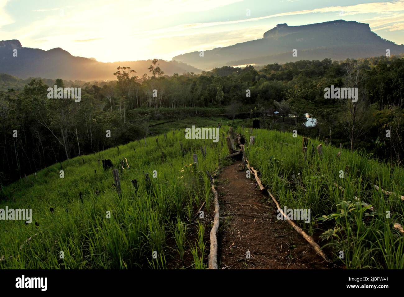 Agricultural field in a background of forest and hills in Nanga Raun village, Kalis, Kapuas Hulu, West Kalimantan, Indonesia. Stock Photo