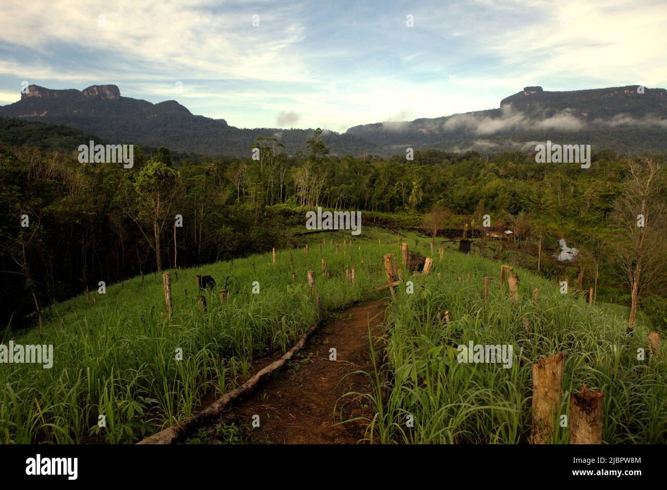 Agricultural field in a background of Amalambit hill and Bukit Tilung hill in Nanga Raun village, Kalis, Kapuas Hulu, West Kalimantan, Indonesia. Stock Photo