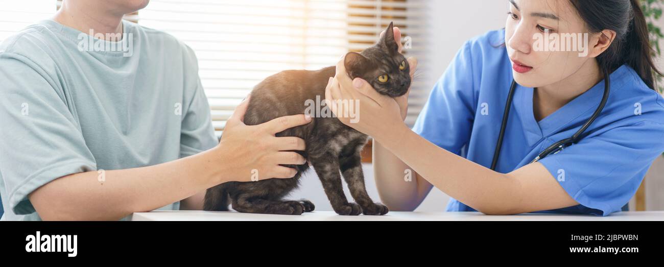 Pet care concept, Female veterinary is examining the cat on examination ...