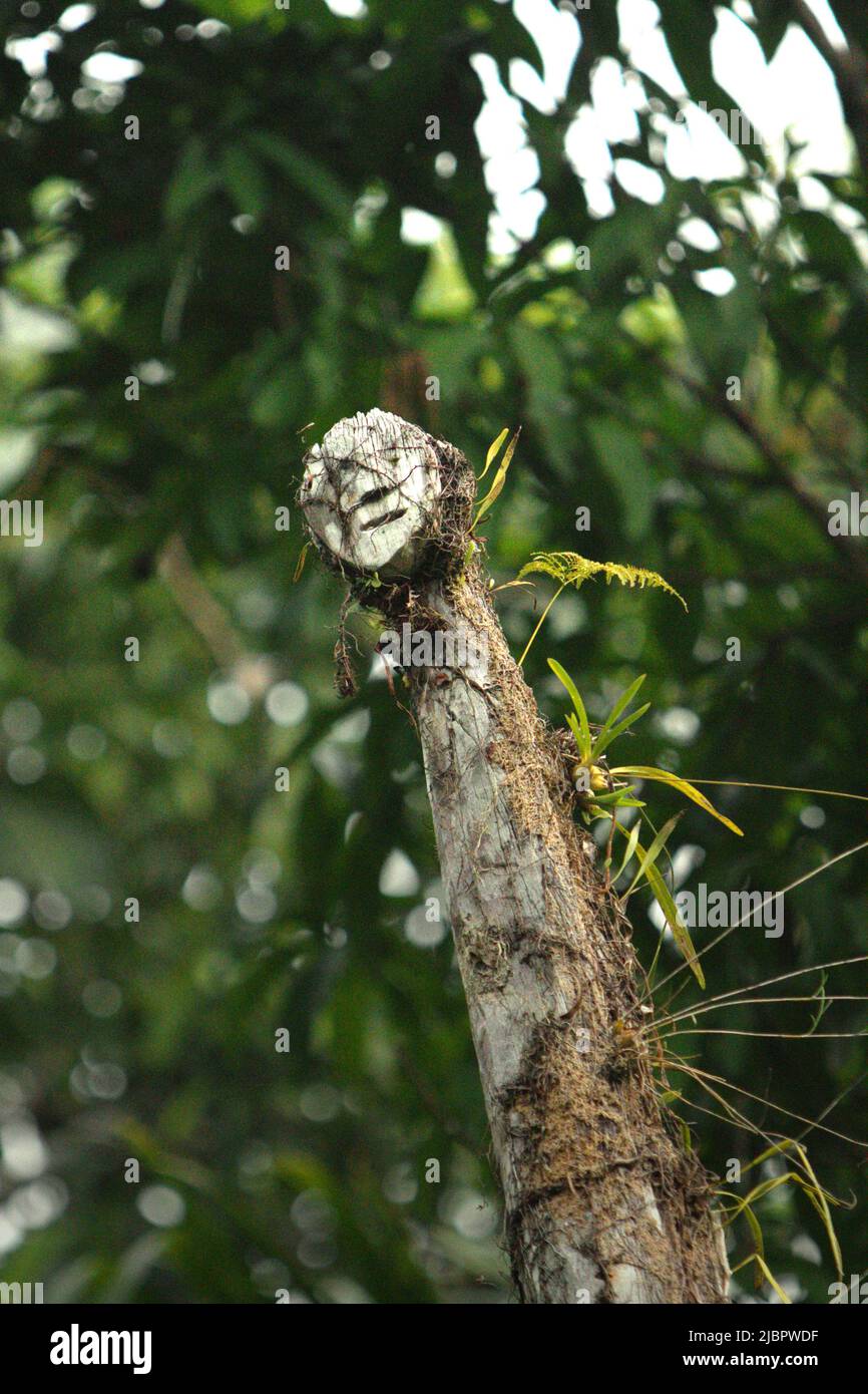 A totem pole in Nanga Raun village, Kalis, Kapuas Hulu, West Kalimantan, Indonesia. Stock Photo