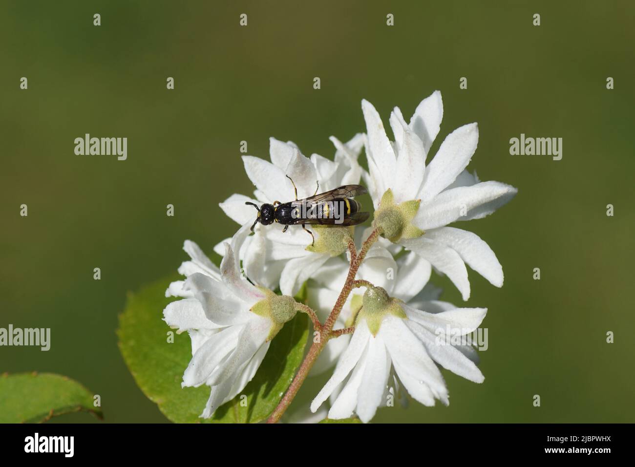 Symmorphus, aubfamily Potter wasps, mason wasps (Eumeninae). Family Social Wasps (Vespidae). On the backside of white flowers of the shrub Deutzia, Stock Photo