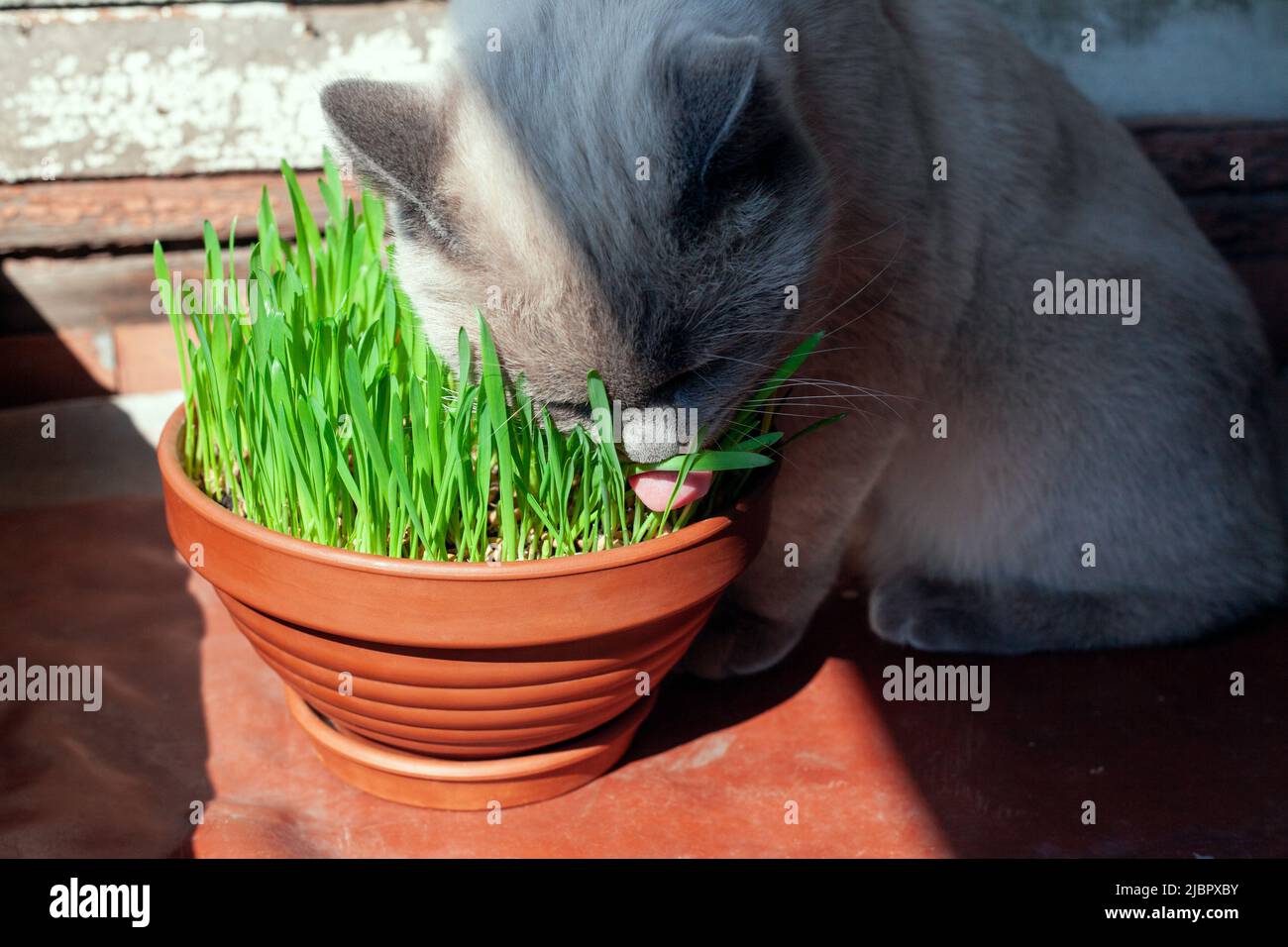 Cat is eating fresh green grass in flower pot. Cat grass, pet grass. Healthy diet for cats