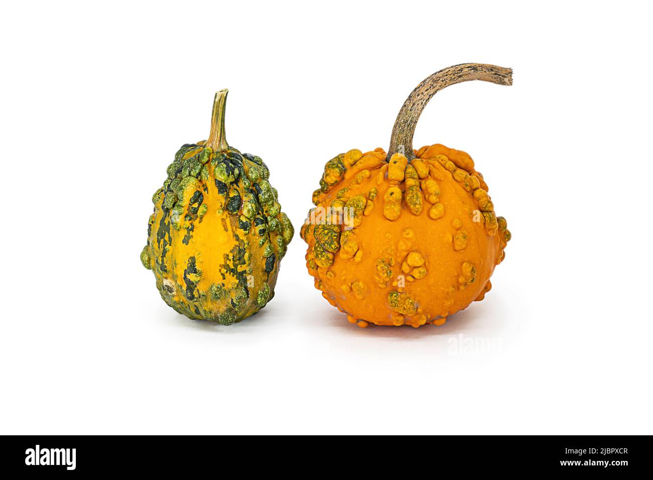 two orange decorative pumpkins on white background, isolated object Stock Photo