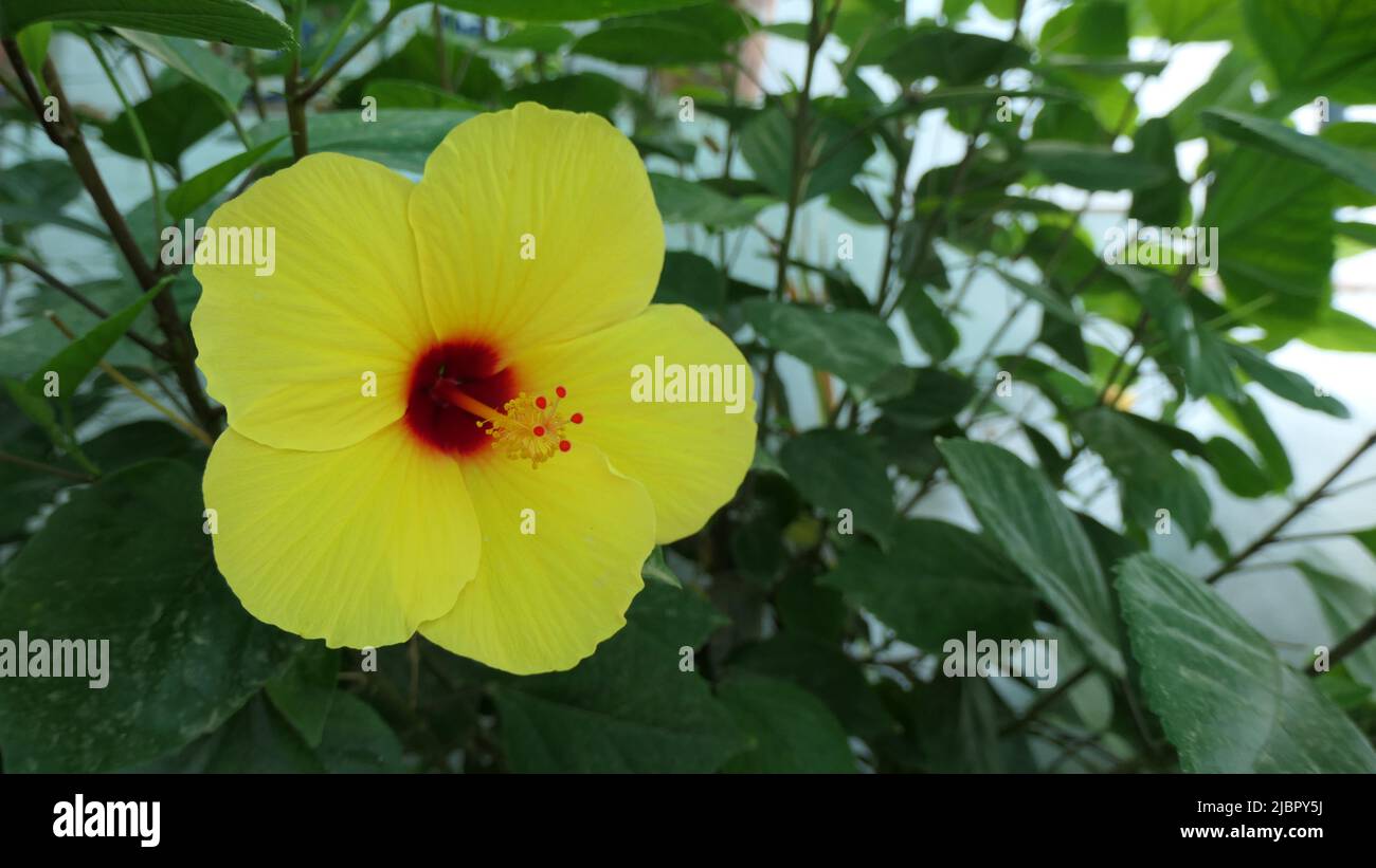 Closeup of yellow Hawaian hibiscus flower in Andalusian village Stock Photo