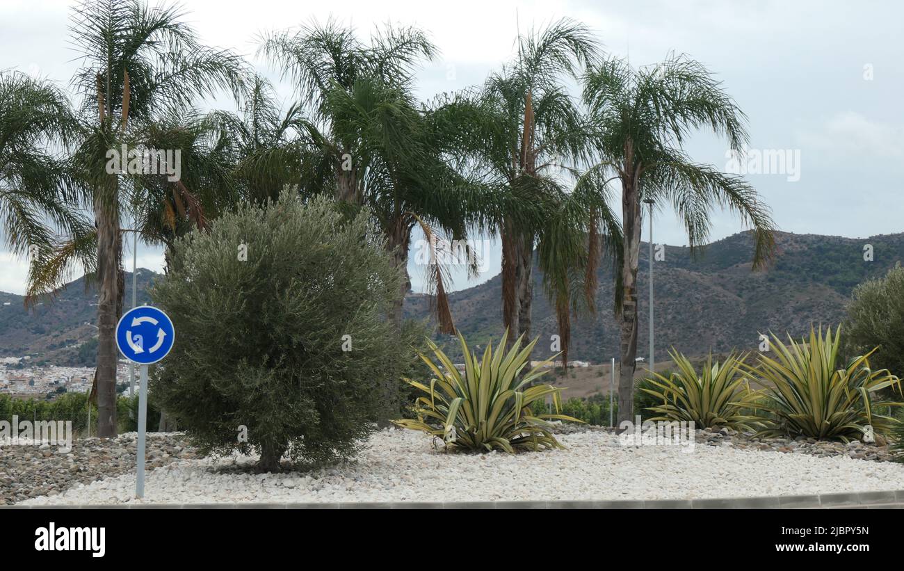 Palm trees, olive tree, agave plants and white gravel decorating roundabout Stock Photo