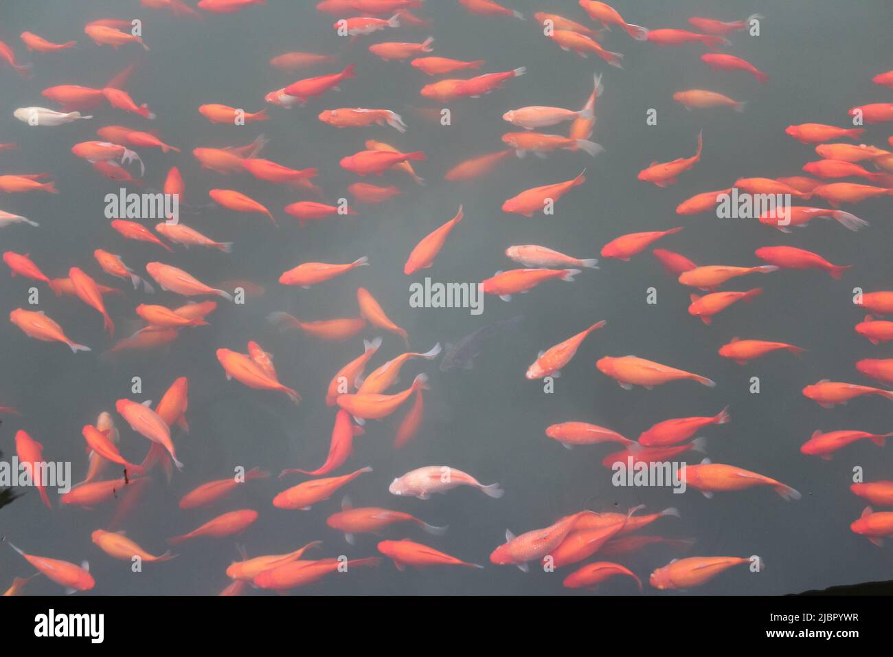 Red Carp Hi res Stock Photography And Images Alamy