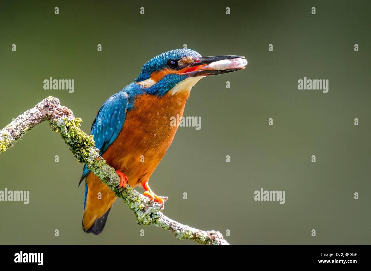 A male kingfisher, Alcedo atthis, as it is perched on an old branch. He has a fish in his beak and a clear background Stock Photo