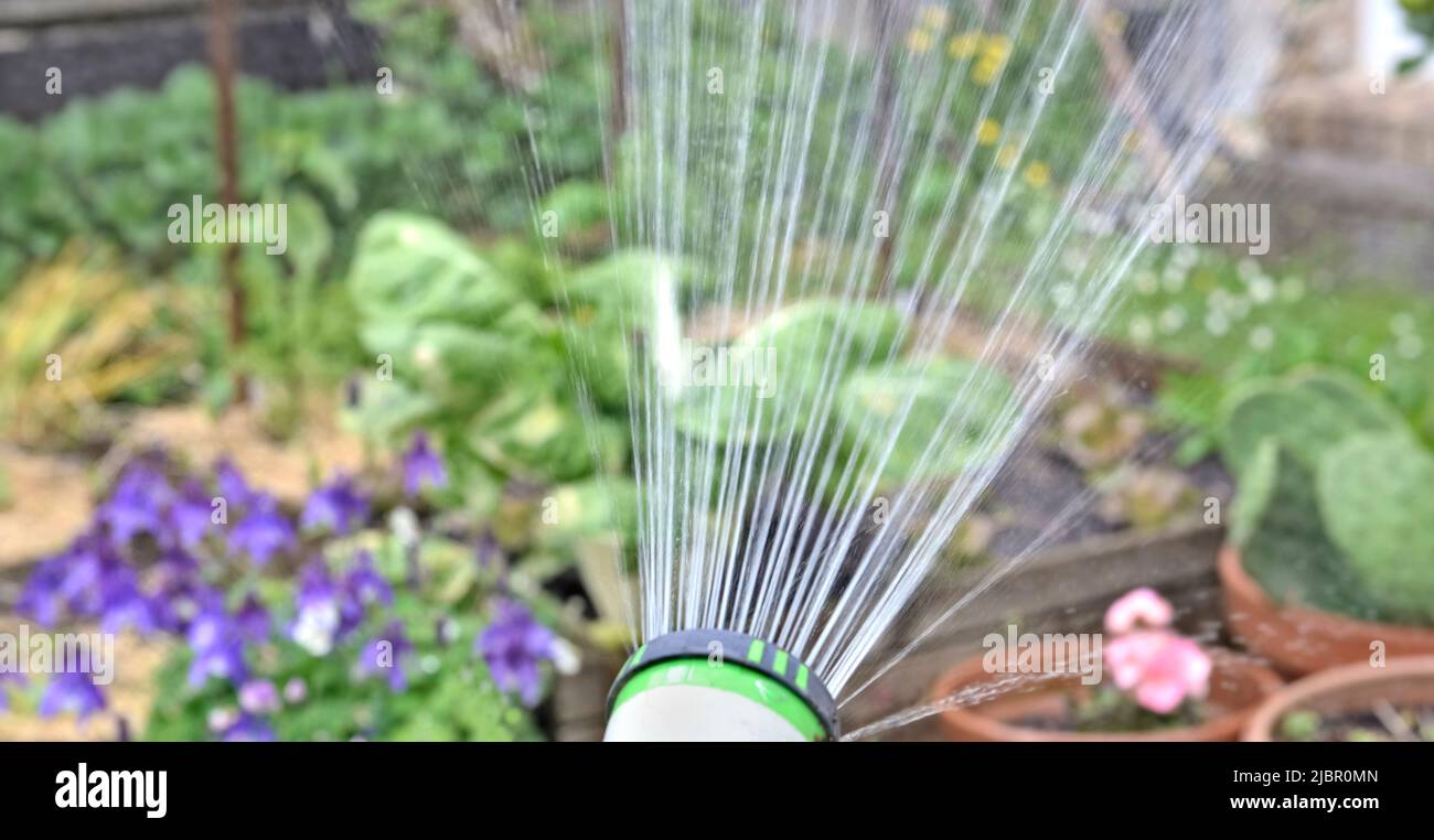 closeup of water coming out of a garden hose watering a garden Stock Photo
