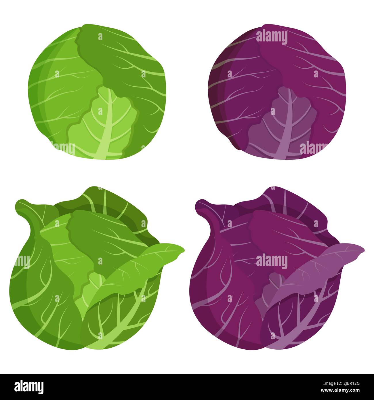 Set of cabbages isolated on white background. Flat vector illustration. Stock Vector