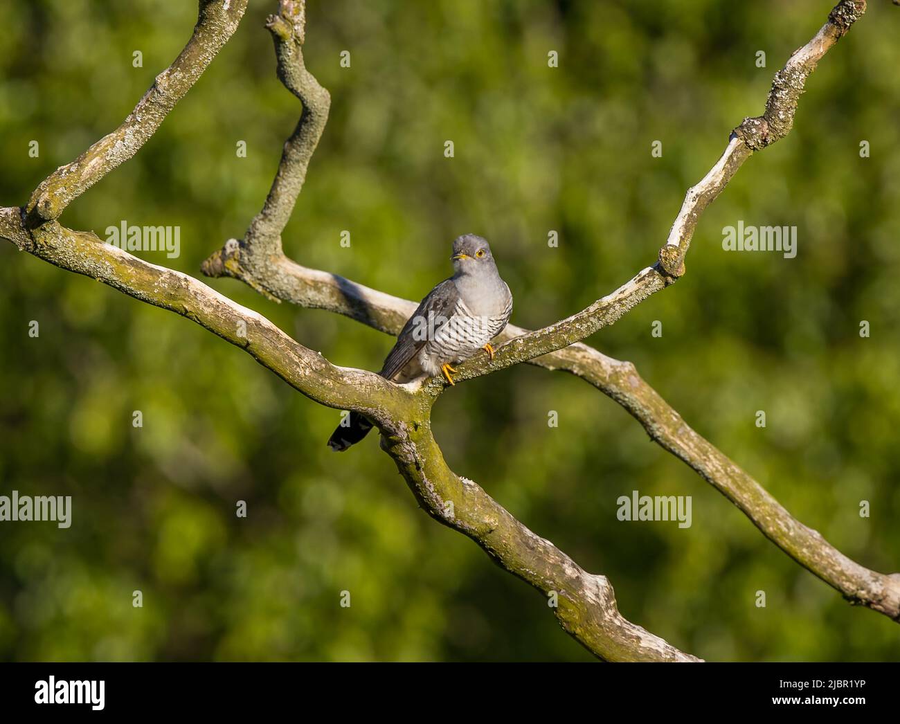 Cuckoo captured on canon r5 hi-res stock photography and images - Alamy