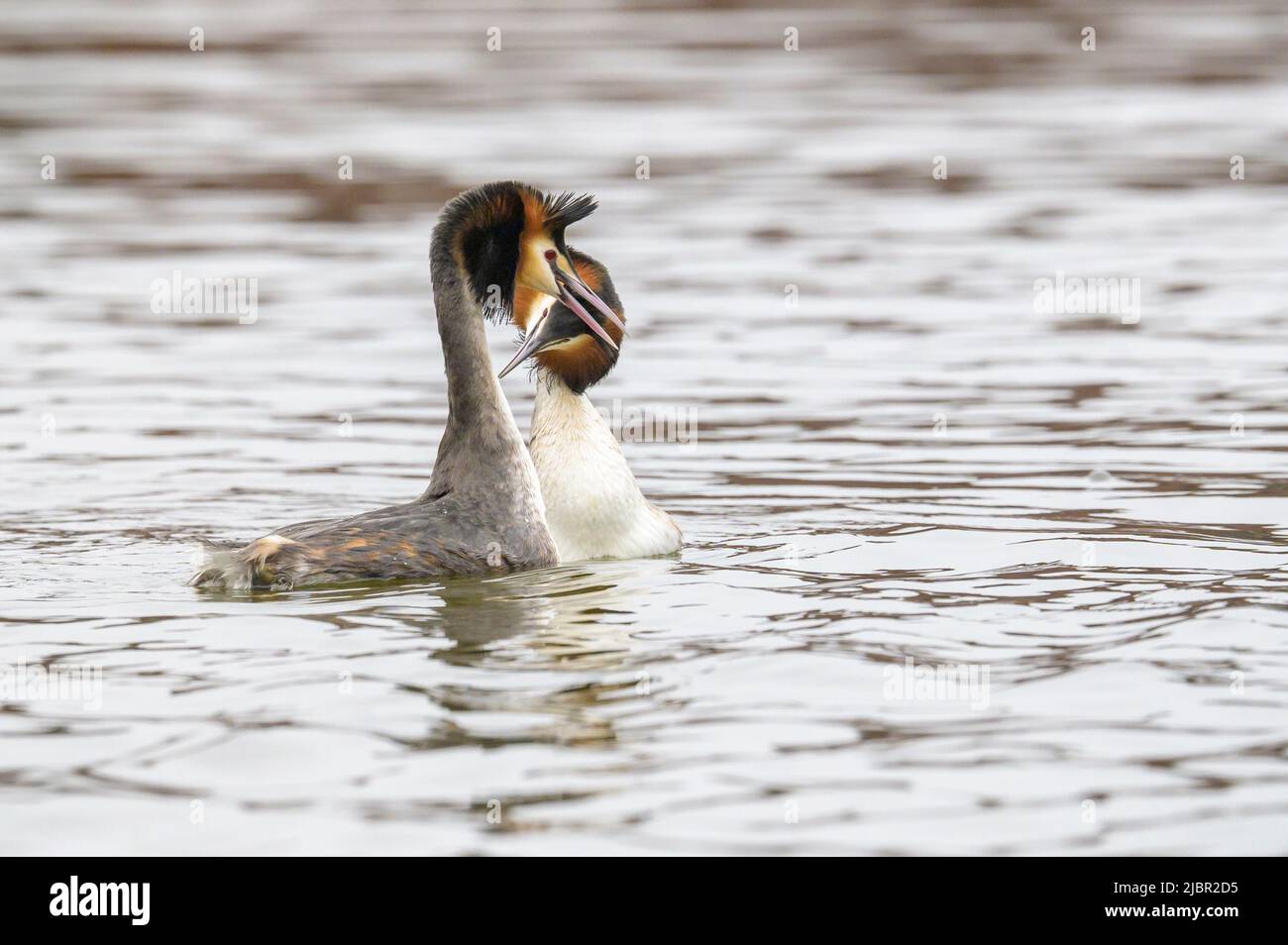 Great crested grebe (Podiceps cristatus), swimming pair performing the courtship display on the water, Netherlands. Stock Photo