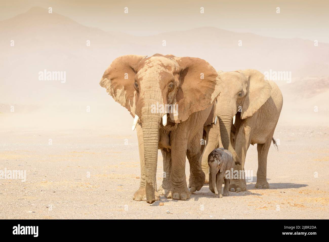 African Elephant (Loxodonta africana), desert-adapted elephant calf, walking with mother and aunt in desert, Hoanib desert, Kaokoland, Namibia. Stock Photo