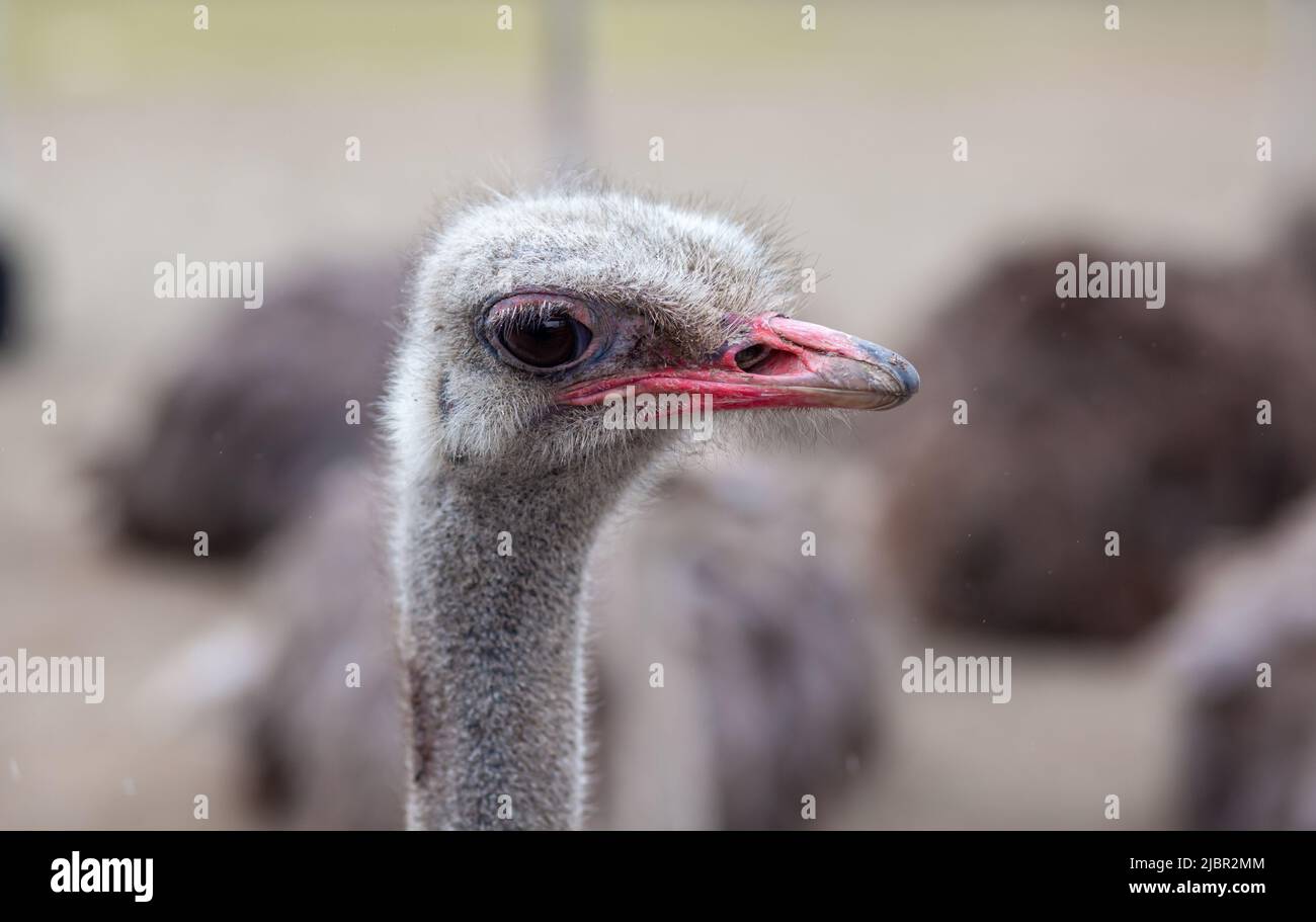 Head of an ostrich close-up. An ostrich bird that does not fly is on an ostrich farm. Stock Photo