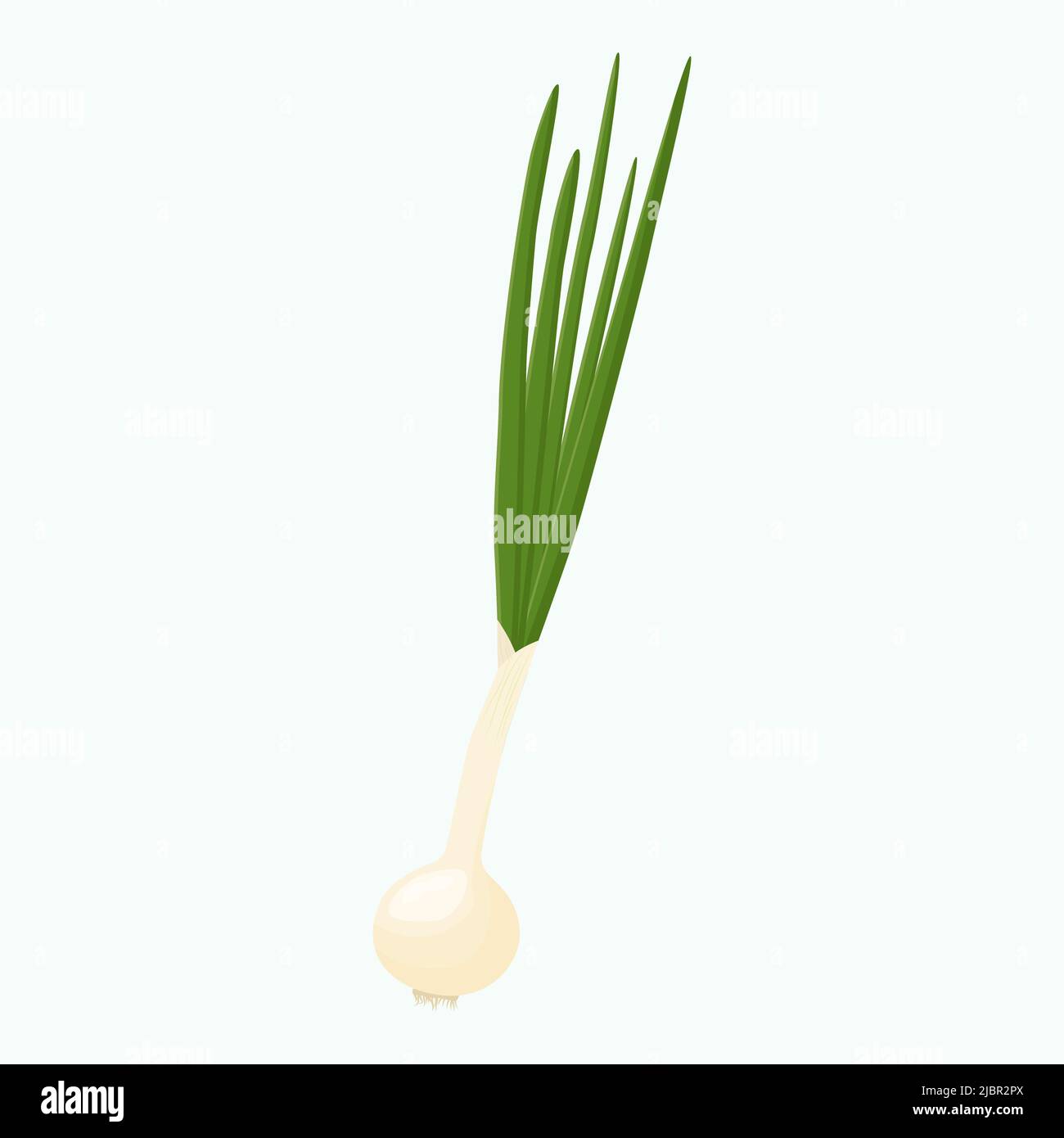 Whole green onion isolated on background. Flat vector illustration