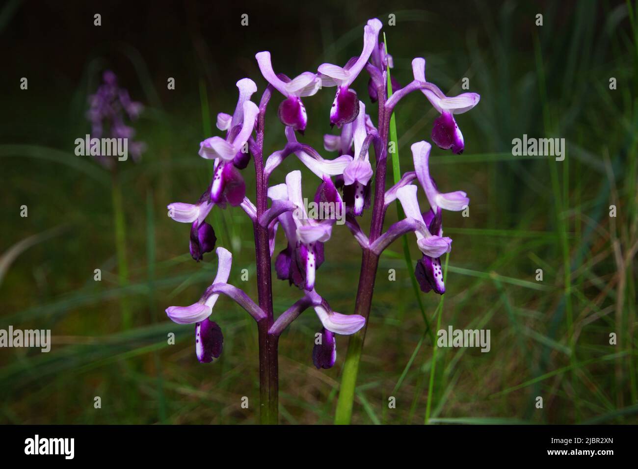 Flowering green-winged orchids (Anacamptis morio ssp. champagneuxii), spring on Majorca, Spain Stock Photo