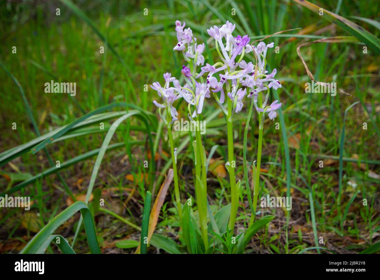Group of flowering green-winged orchids (Anacamptis morio ssp. champagneuxii), spring on Majorca, Spain Stock Photo