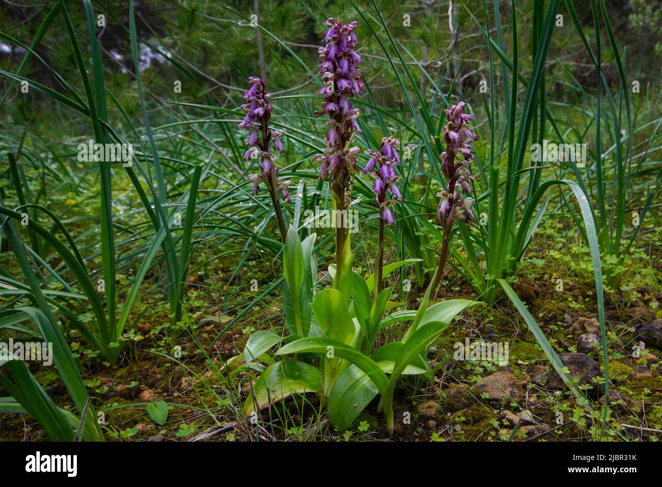 Four giant orchid flowers (Himantoglossum robertianum), spring on Majorca, Spain Stock Photo