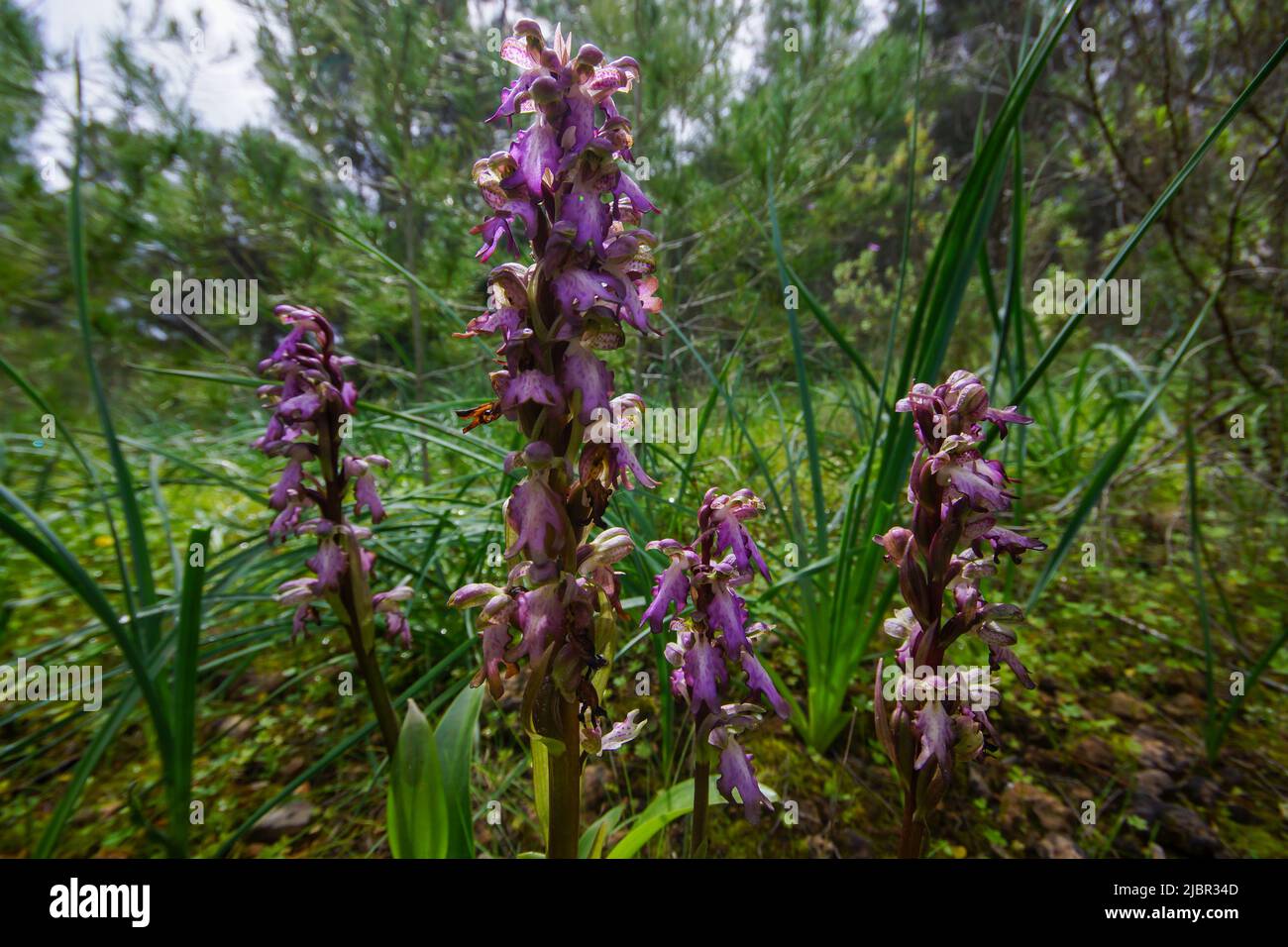 4 giant orchid flowers (Himantoglossum robertianum), spring on Majorca, Spain Stock Photo