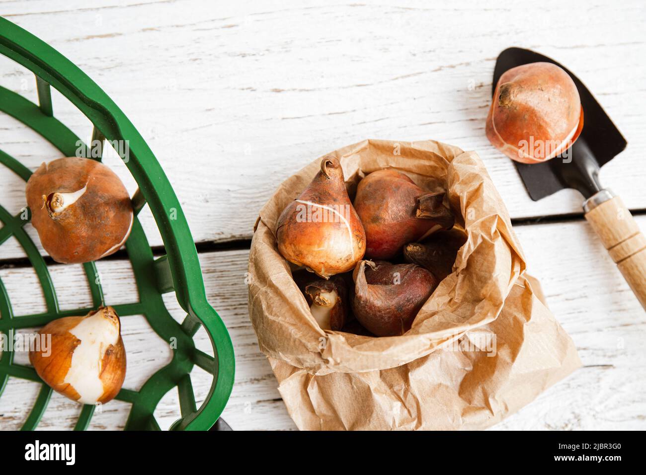 Above view of tulip planting basket with tulip bulbs in brown paper bag in autumn. White wood board gardening background. Stock Photo